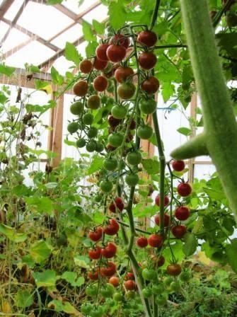 Лот: 5531253. Фото: 1. Рассада томатов черри - Карамель... Другое (семена, рассада, садовые растения)