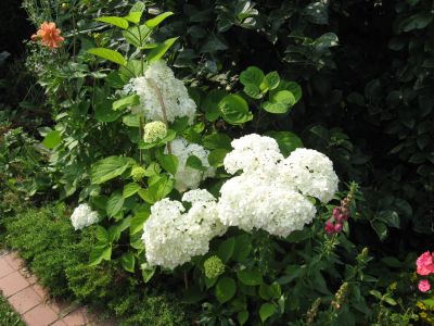 Лот: 15986043. Фото: 1. гортензия метельчатая. Декоративные кустарники и деревья