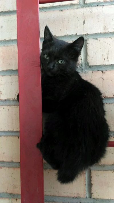Лот: 12009968. Фото: 1. Котенок, мальчик. Кошки, котята