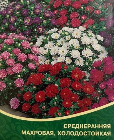 Лот: 25347583. Фото: 1. Рассада Астра Пиноккио (разноцветные... Садовые цветы