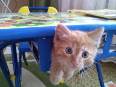 Лот: 4447989. Фото: 1. Рыжий котенок. Кошки, котята
