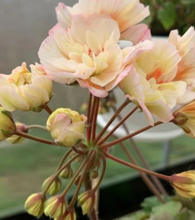 Лот: 19537145. Фото: 1. Пеларгония Runes Peach Melba. Горшечные растения и комнатные цветы