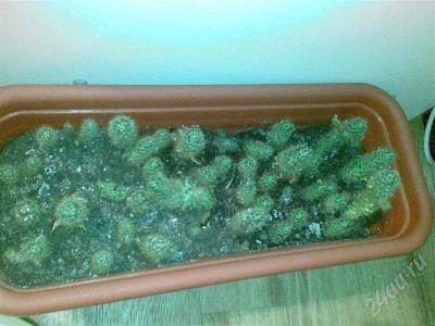 Лот: 270087. Фото: 1. Кактусята 2. Горшечные растения и комнатные цветы