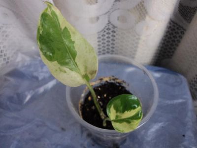Лот: 1426355. Фото: 1. Сциндапсус (Epipremnum aureum... Горшечные растения и комнатные цветы