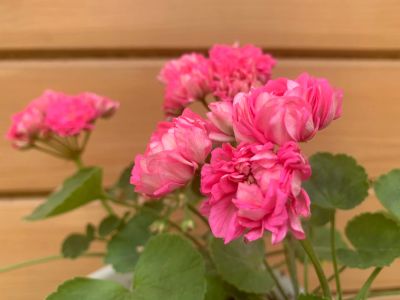 Лот: 15517365. Фото: 1. Пеларгония Norrland. Горшечные растения и комнатные цветы