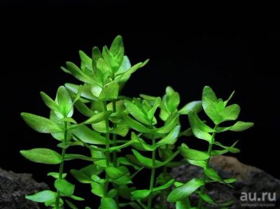 Лот: 13683273. Фото: 1. бакопа каролинская (Васора caroliniana... Водные растения
