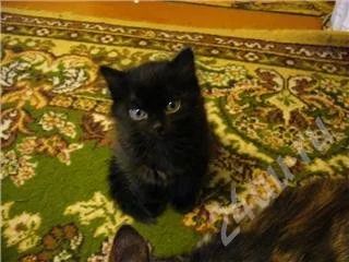 Лот: 347399. Фото: 1. Отдам в добрые руки умную кошечку-мышеловочку... Остальные животные