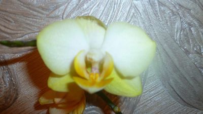 Лот: 6796181. Фото: 1. орхидея фаленопсис (отцвела)-желтая. Горшечные растения и комнатные цветы