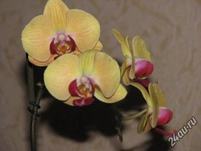 Лот: 5745263. Фото: 1. орхидея фаленопсис (Solid Gold... Горшечные растения и комнатные цветы