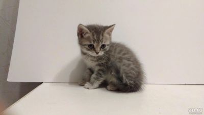 Лот: 11092098. Фото: 1. Шотландец от титулованных родителей... Кошки, котята