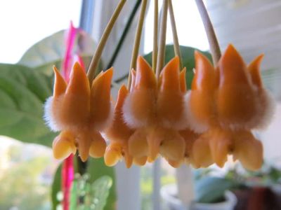Лот: 4755523. Фото: 1. Хойя Лазианта-Hoya lasiantha. Горшечные растения и комнатные цветы
