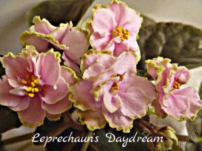 Лот: 5209759. Фото: 1. Фиалка сортовая Leprechaun's Daydream... Горшечные растения и комнатные цветы