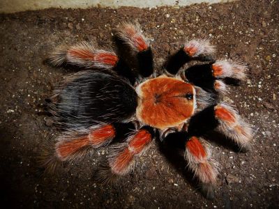 Лот: 5945713. Фото: 1. Паук Птицеед Brachypelma boehmei... Остальные животные