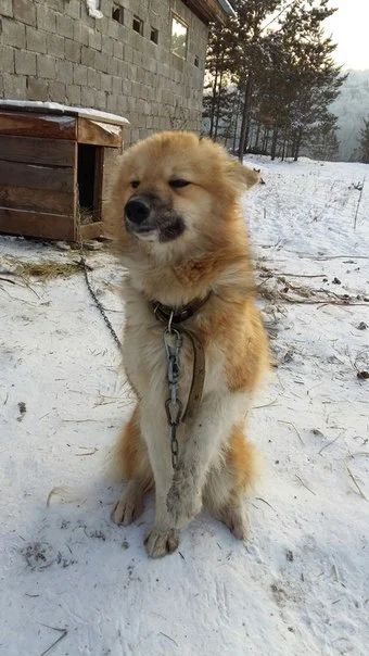 Лот: 6753533. Фото: 1. Пристраивается в добрые руки красивая... Собаки, щенки