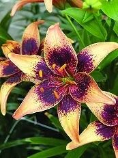 Лот: 7701772. Фото: 1. Лилия Азиатская Whistler. Садовые цветы