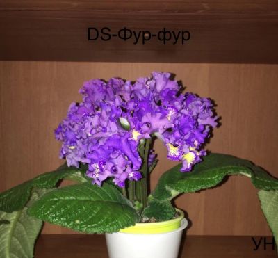 Лот: 14407953. Фото: 1. Стрептокарпус DS-Фур-фур (стартер... Горшечные растения и комнатные цветы
