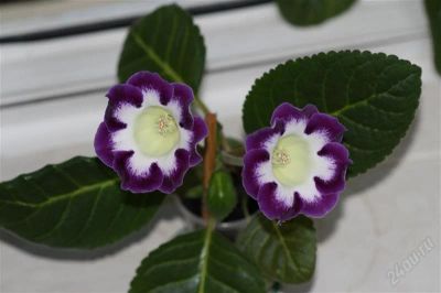 Лот: 2941054. Фото: 1. Глоксиния 25 (цветет). Горшечные растения и комнатные цветы