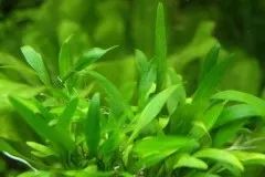 Лот: 21984046. Фото: 1. ✅Меристемное растение(Cryptocoryne... Водные растения