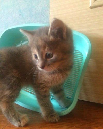 Лот: 7753929. Фото: 1. Отдам котенка. Кошки, котята
