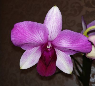 Лот: 17500656. Фото: 1. Орхидея дендрофаленопсис Den... Горшечные растения и комнатные цветы