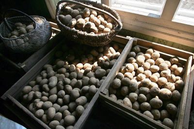 Лот: 7361813. Фото: 1. Картофель деревенский (урожай... Картофель