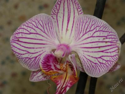 Лот: 1908662. Фото: 1. орхидея фаленопсис. Горшечные растения и комнатные цветы