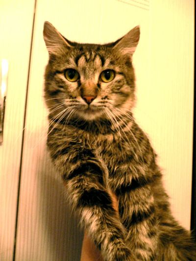 Лот: 6277452. Фото: 1. Отдам милого полосатого котика. Кошки, котята