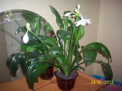 Лот: 3630064. Фото: 1. Эухарис (Амазонская лилия). Горшечные растения и комнатные цветы