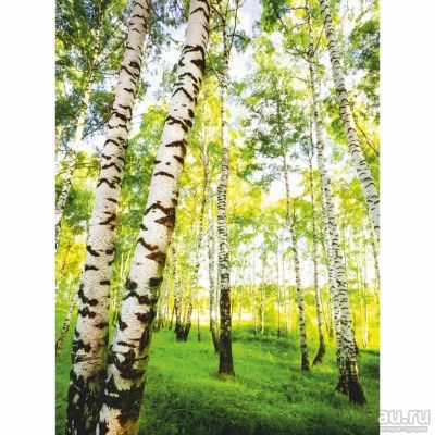 Лот: 9970715. Фото: 1. Фотообои березы. Обои, панели, ДВП, ДСП, МДФ