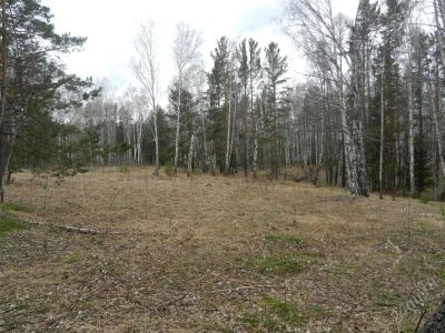 Лот: 1793063. Фото: 1. березовый сок!. Разное
