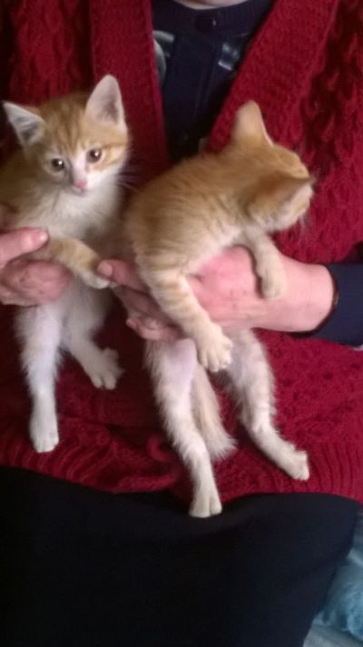 Лот: 13208504. Фото: 1. Отдадим рыжих котят в добрые руки. Кошки, котята