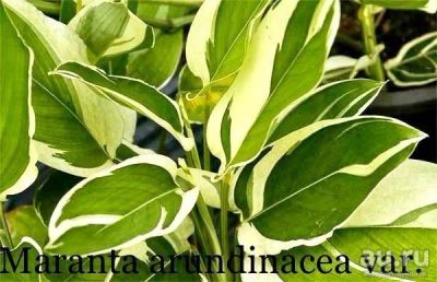 Лот: 13348926. Фото: 1. Маранта тростниковидная (Maranta... Горшечные растения и комнатные цветы