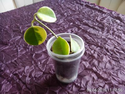 Лот: 7284473. Фото: 1. хойя (Hoya australis) вариегатная... Горшечные растения и комнатные цветы