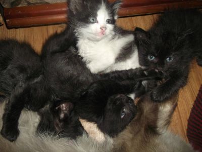Лот: 4047359. Фото: 1. Пушистым котятам нужен дом. Кошки, котята