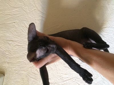 Лот: 12252413. Фото: 1. Котенок сфинксенок. Кошки, котята