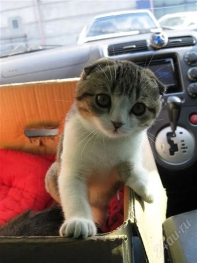 Лот: 1395070. Фото: 1. котенок шотландец девочка вислоухая... Кошки, котята