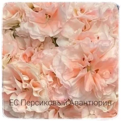 Лот: 19692025. Фото: 1. Пеларгония ЕС Персиковый Авантюрин. Горшечные растения и комнатные цветы