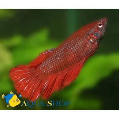 Лот: 5670899. Фото: 1. петушок самка. Рыбки