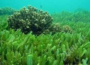 Лот: 2346916. Фото: 1. Одеяло "Морские водоросли" 140... Одеяла, подушки