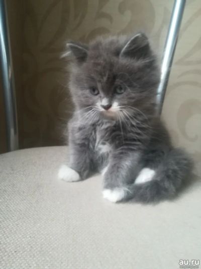 Лот: 14724863. Фото: 1. Шотландская прямоухая, когтеточка... Кошки, котята