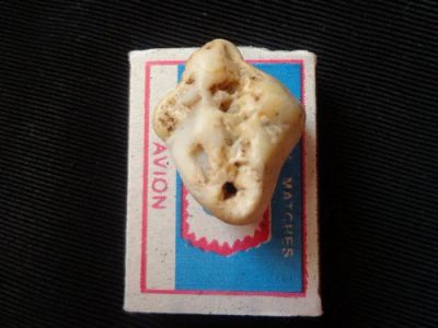 Лот: 13402953. Фото: 1. Окаменелый зуб (резец) пещерного... Минералы и окаменелости
