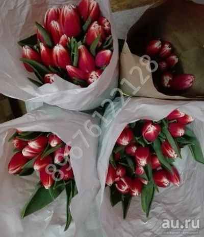 Лот: 13317475. Фото: 1. Тюльпаны. Свежие цветы