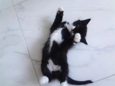 Лот: 3587055. Фото: 1. Красивый черно-белый котенок от... Кошки, котята