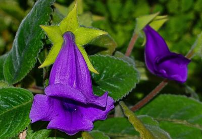 Лот: 16241862. Фото: 1. Глоксиния. Фиолетовый. колокольчик... Горшечные растения и комнатные цветы