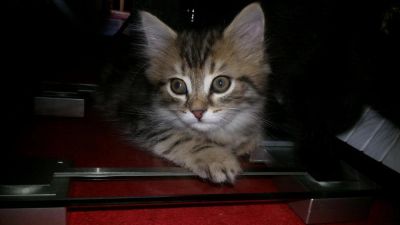 Лот: 10063378. Фото: 1. Симпатичный котенок. Кошки, котята