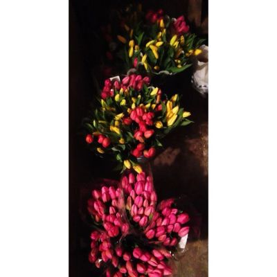 Лот: 7074835. Фото: 1. Тюльпаны оптом. Свежие цветы