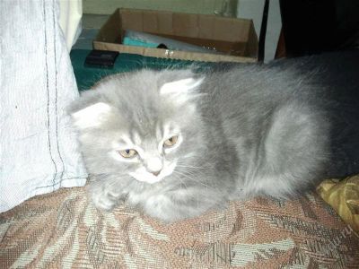 Лот: 2453004. Фото: 1. Британцы вислоухие. Кошки, котята