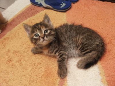 Лот: 6304187. Фото: 1. отдам красивую кошечку. Кошки, котята