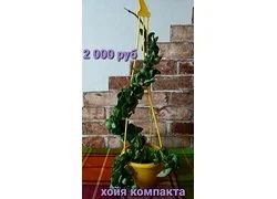 Лот: 18352903. Фото: 1. Хойя компакта. Горшечные растения и комнатные цветы