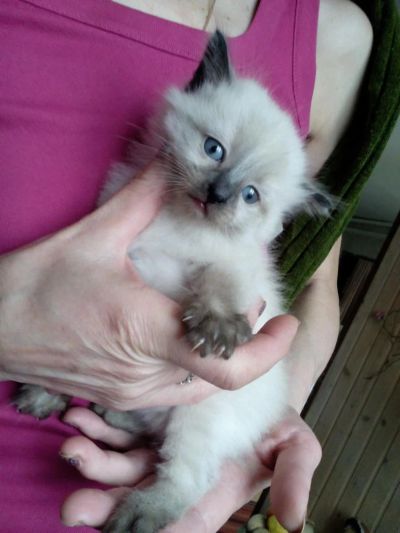 Лот: 7187960. Фото: 1. Котёнок. Кошки, котята